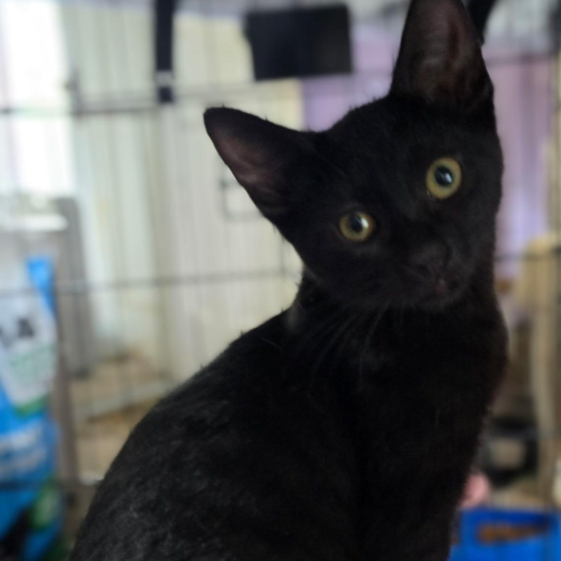 Piccolo, a Adoptable Domestic Short Hair in Sauk City, WI image 2/5