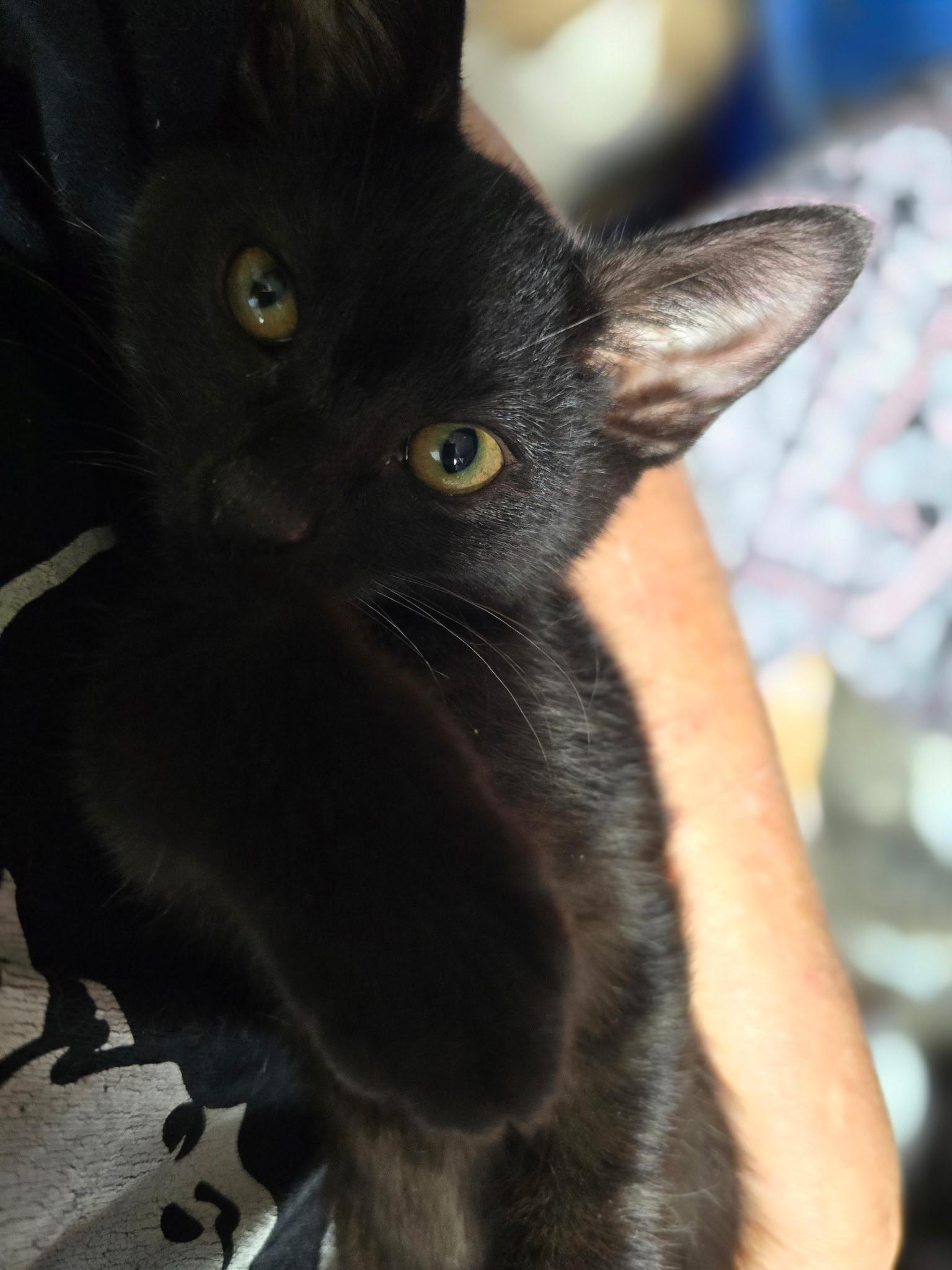 Piccolo, a Adoptable Domestic Short Hair in Sauk City, WI image 3/5