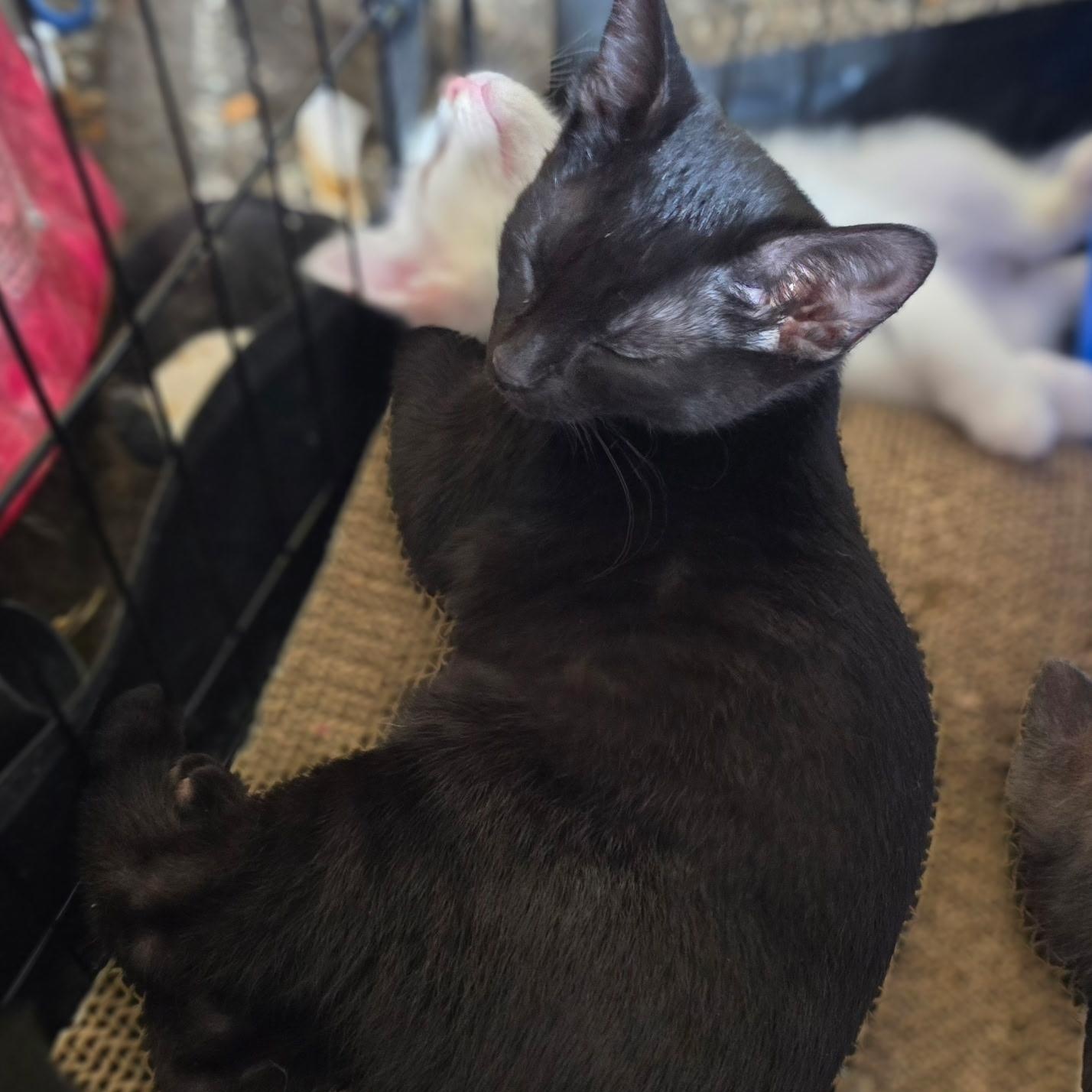 Piccolo, a Adoptable Domestic Short Hair in Sauk City, WI image 5/5