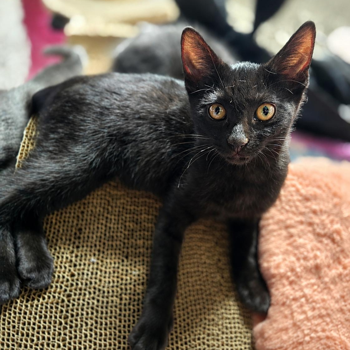 Piccolo, Adoptable, Kitten Female Domestic Short Hair.