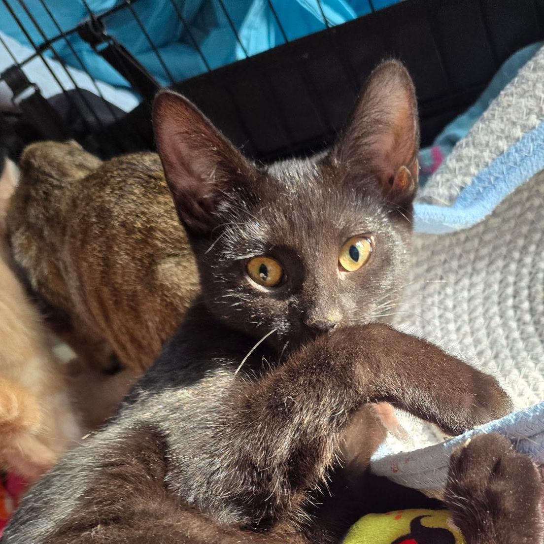 Enlarge Piccolo, a Adopted Domestic Short Hair in Sauk City, WI image 3/6