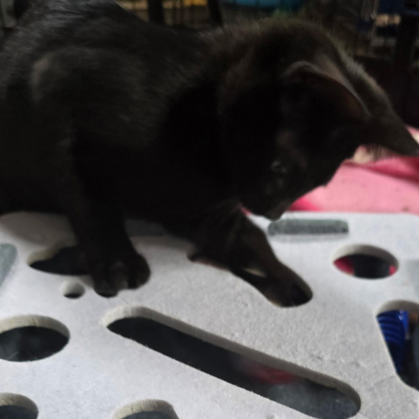 Piccolo, a Adoptable Domestic Short Hair in Sauk City, WI image 4/5