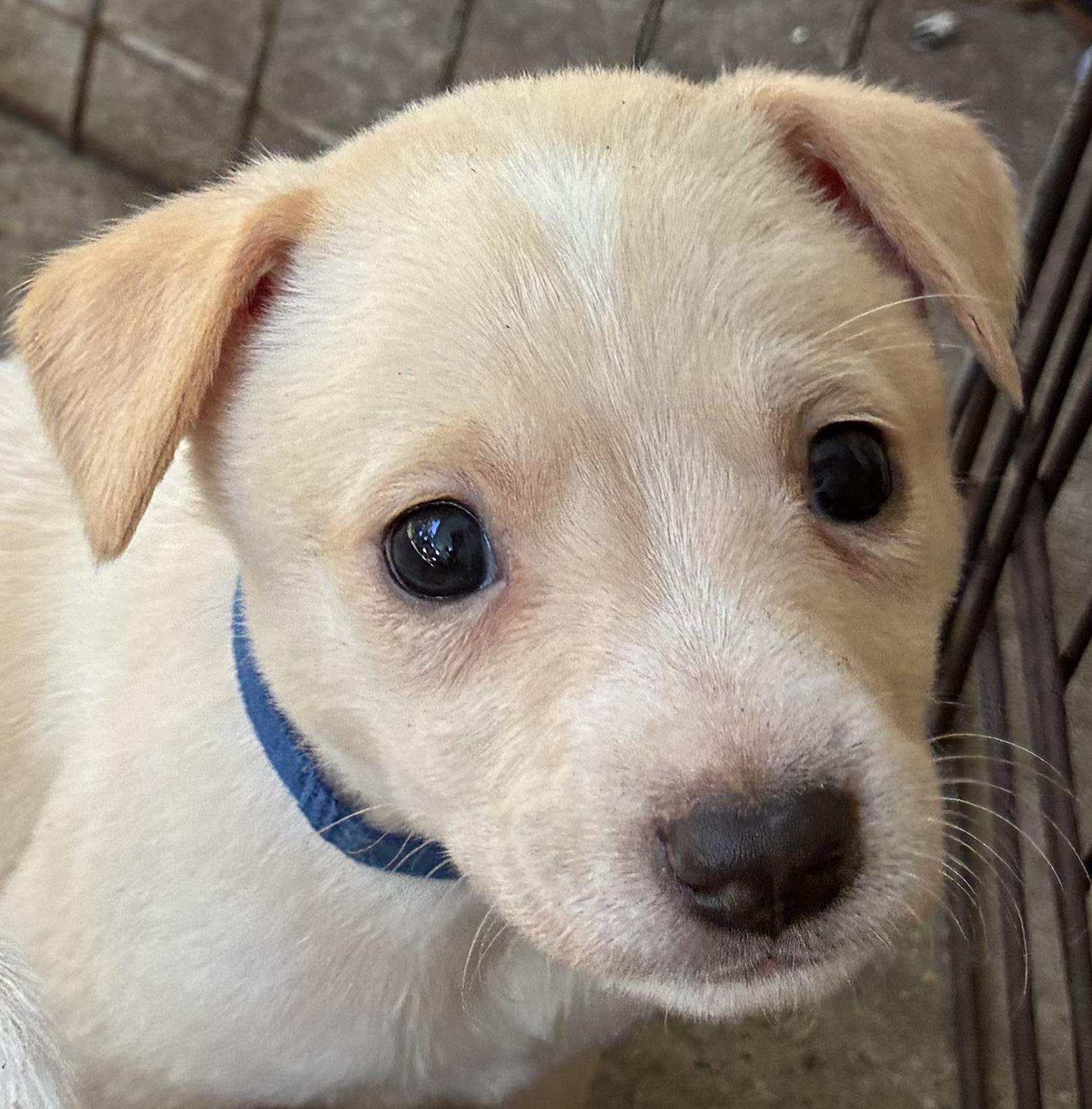 Enlarge KENZO, a Adoptable mixed breed in Farmington, CT image 5/6