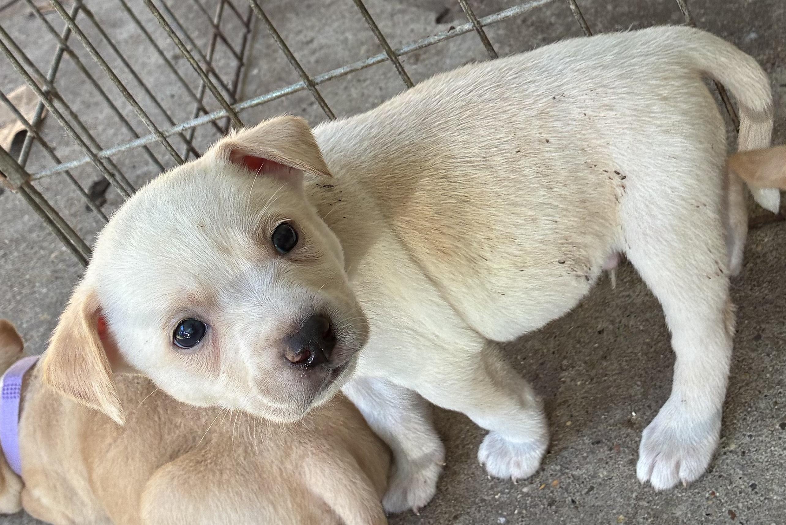 Enlarge KENZO, a Adoptable mixed breed in Farmington, CT image 4/6