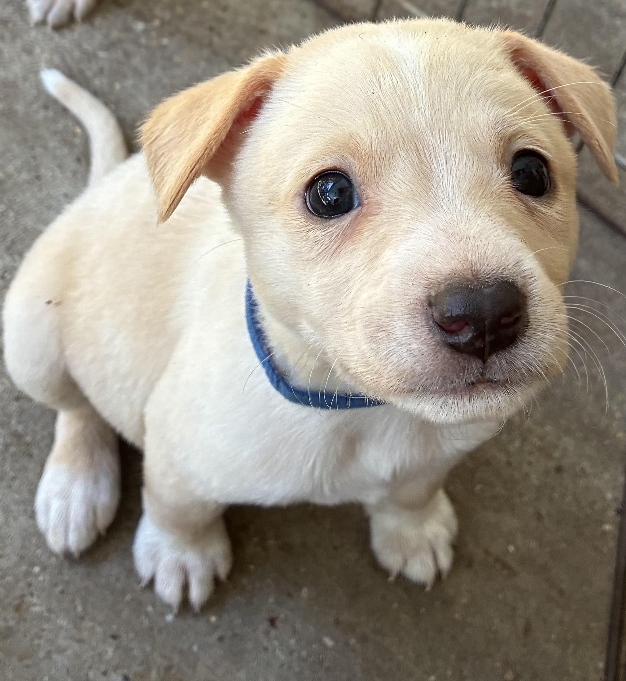 Enlarge KENZO, a Adoptable mixed breed in Farmington, CT image 1/6