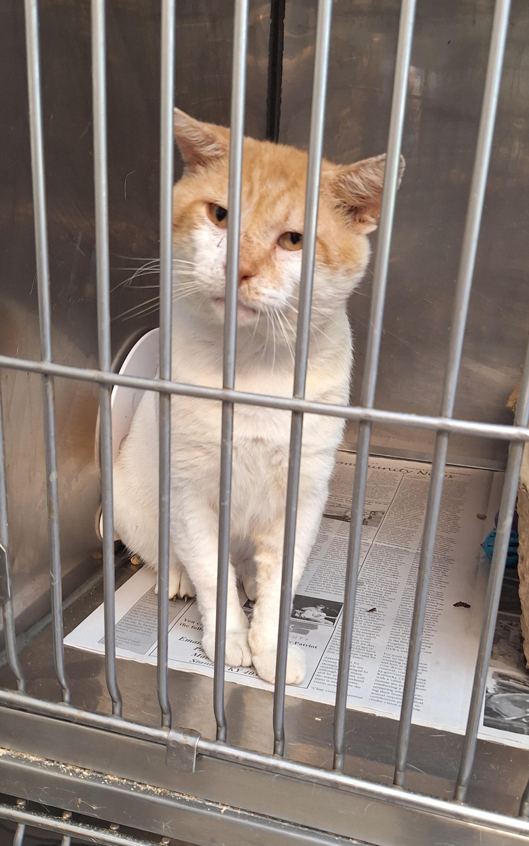 Jughead - FIV positive
