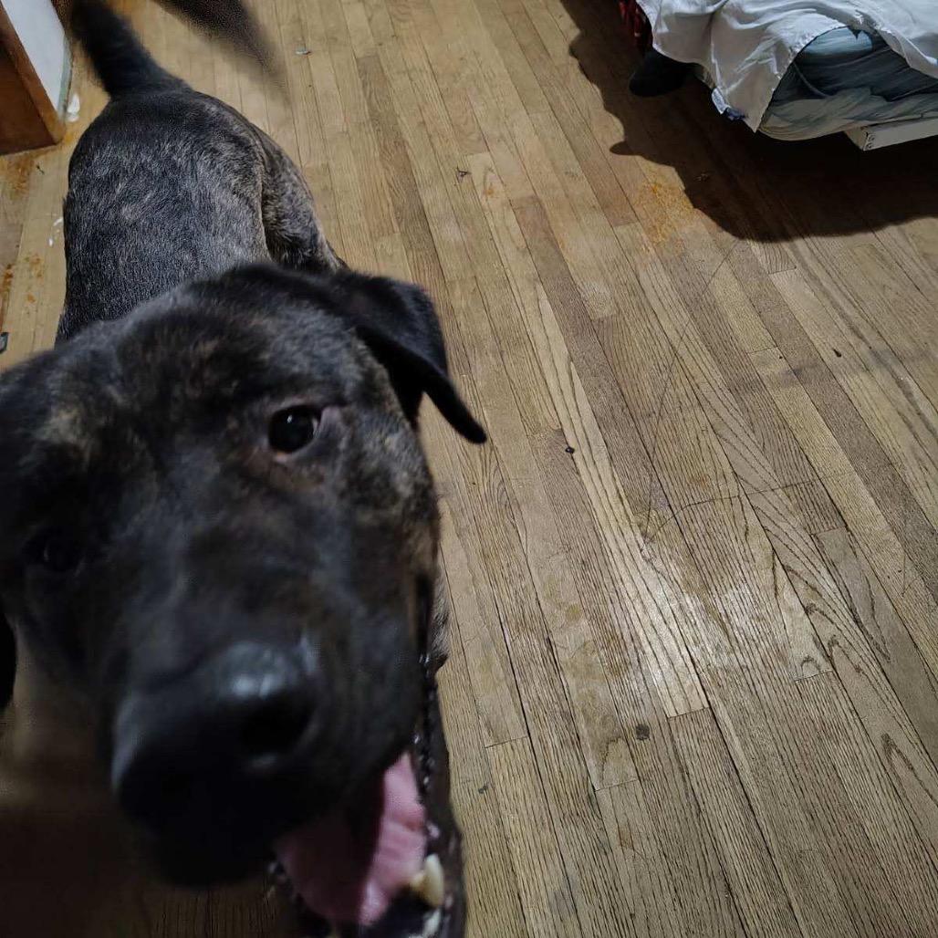 Bear, Adoptable, Young Male Mixed Breed.