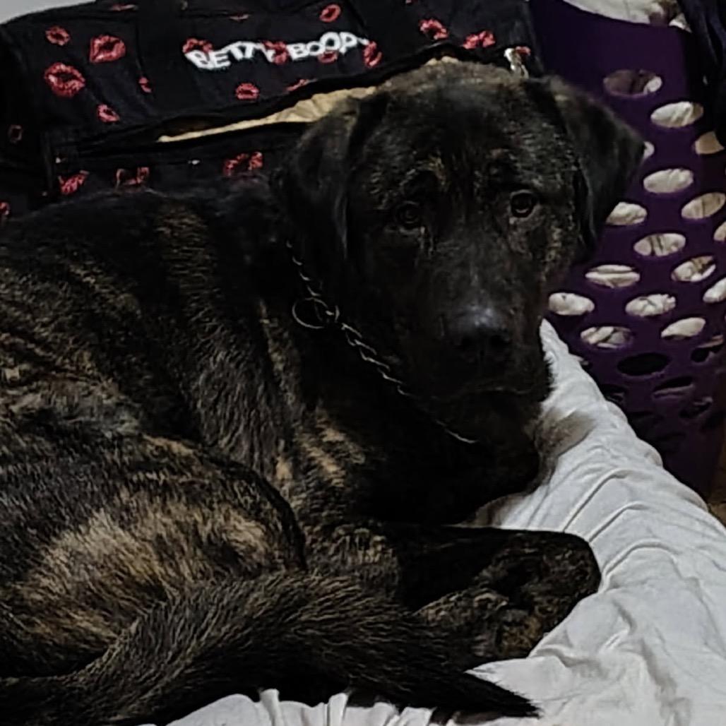 Enlarge Bear, a Adoptable Mixed Breed in Bismarck, ND image 2/6