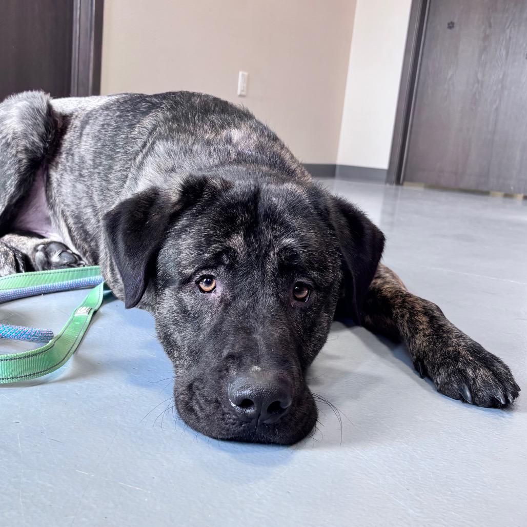 Enlarge Bear, a Adoptable Mixed Breed in Bismarck, ND image 3/6