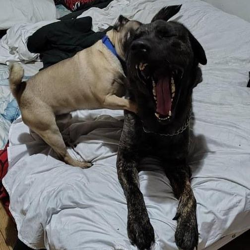 Enlarge Bear, a Adoptable Mixed Breed in Bismarck, ND image 4/6