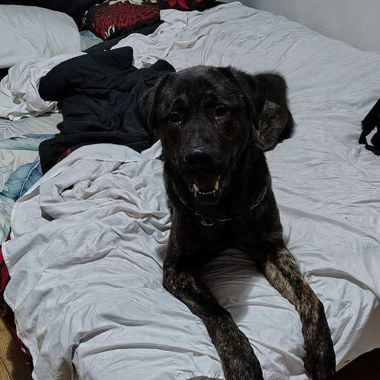 Enlarge Bear, a Adoptable Mixed Breed in Bismarck, ND image 5/6