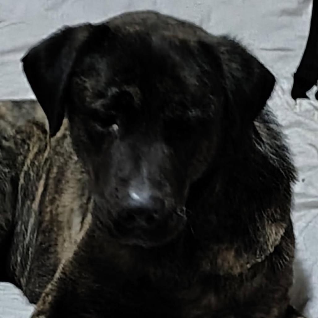 Enlarge Bear, a Adoptable Mixed Breed in Bismarck, ND image 6/6