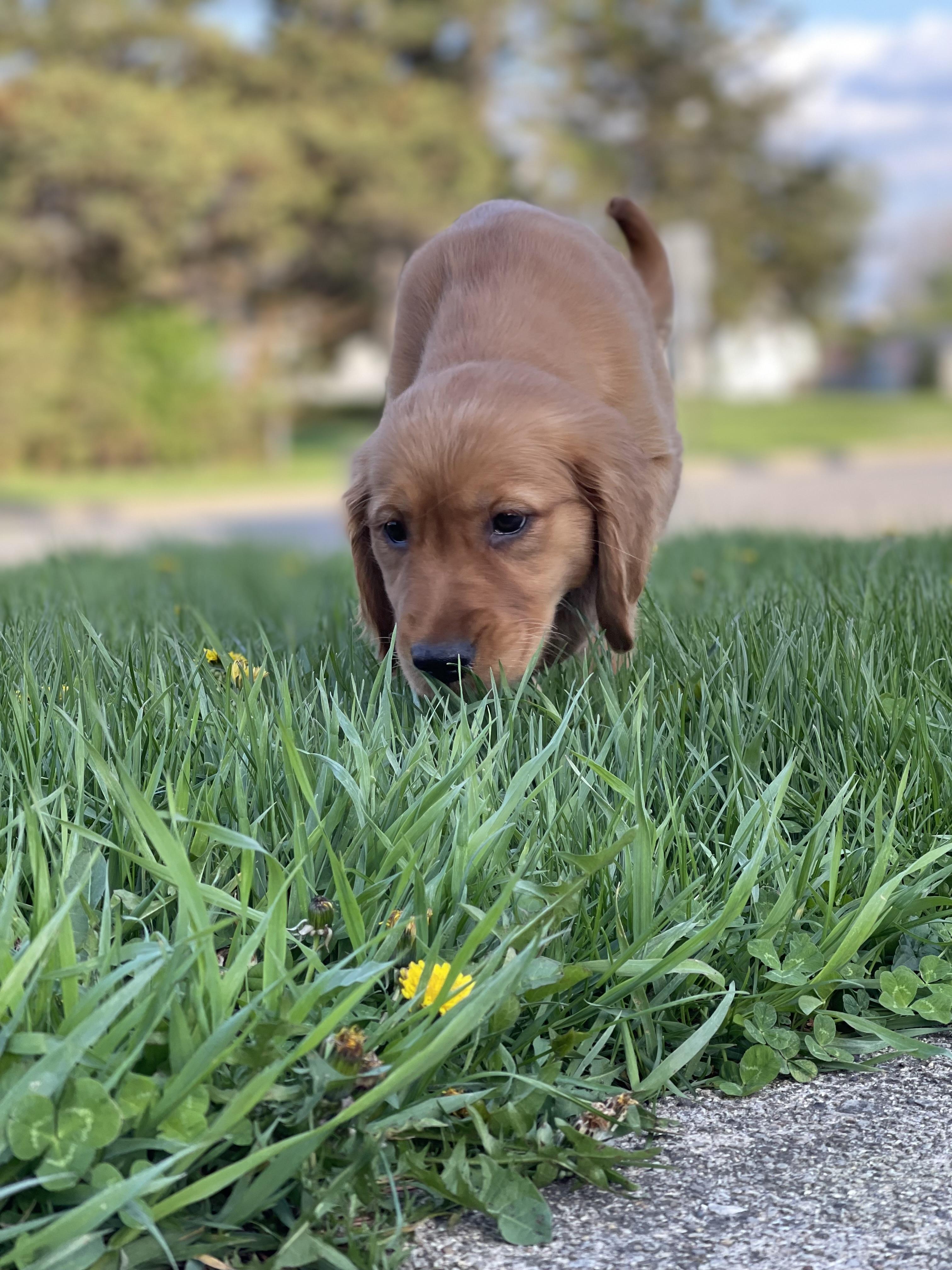 Layla , a ADOPTABLE Golden Retriever in Northlake, IL image 2/4