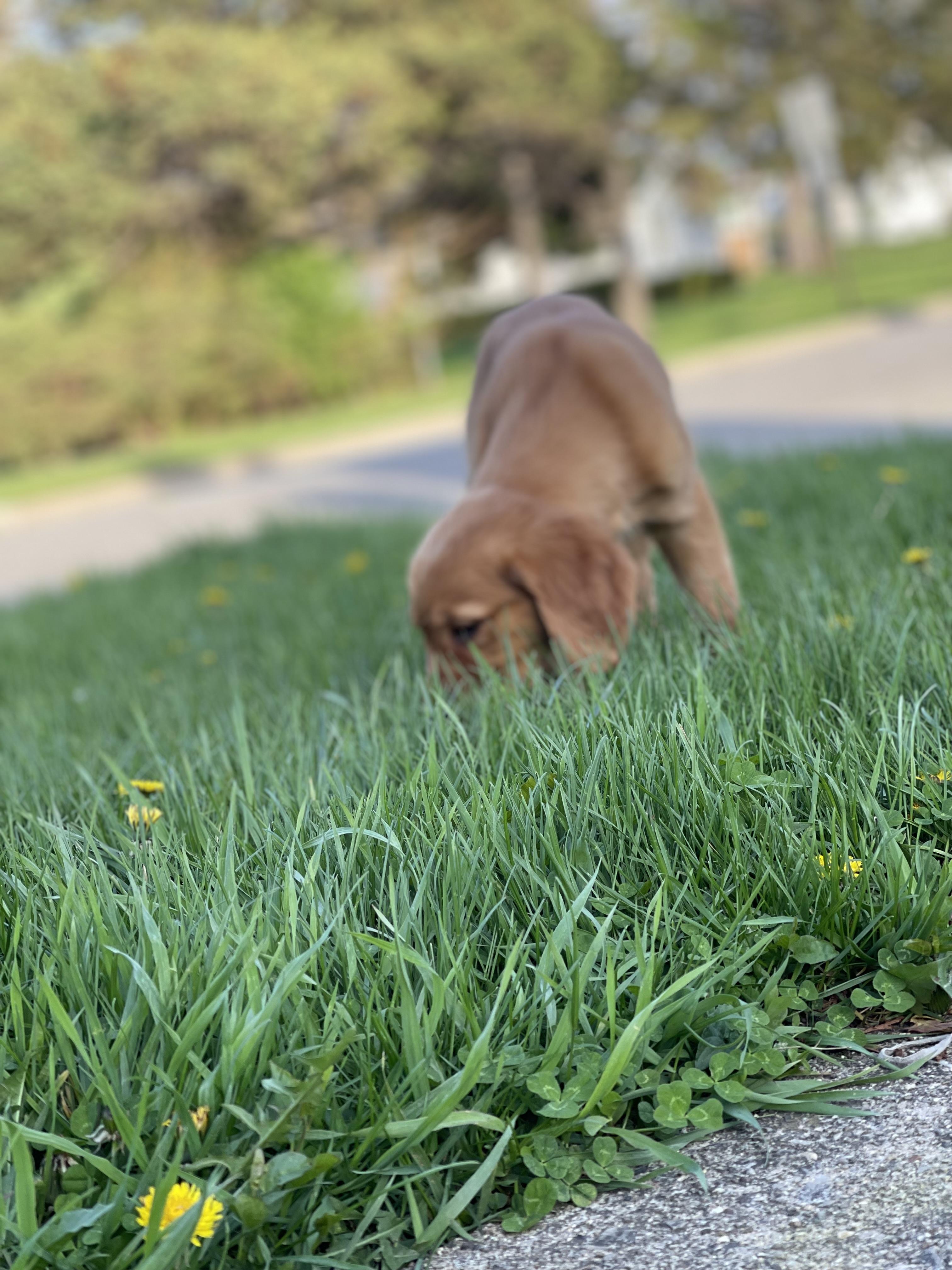 Layla , a ADOPTABLE Golden Retriever in Northlake, IL image 4/4