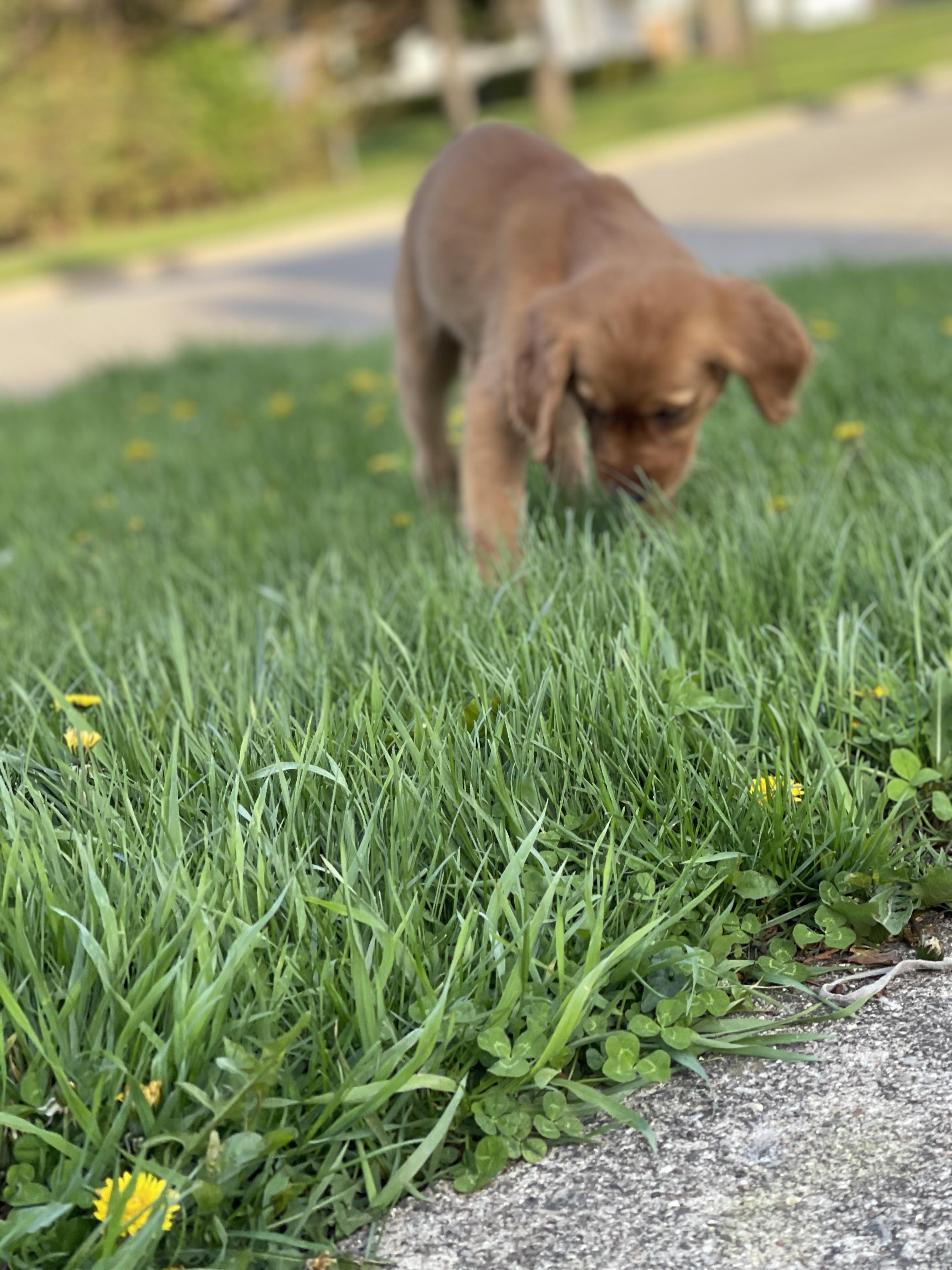 Layla , a ADOPTABLE Golden Retriever in Northlake, IL image 3/4
