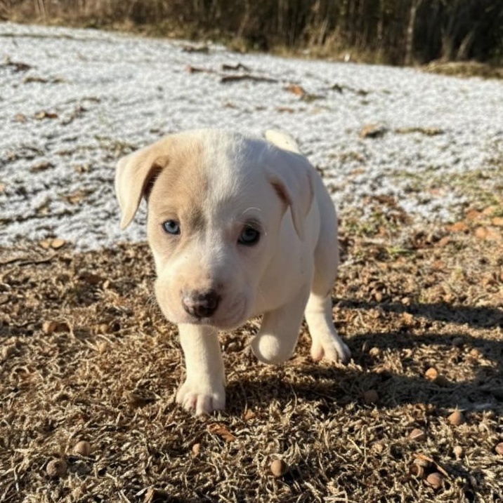 Enlarge Wonka, an adopted Mixed Breed in Schenectady, NY image 1/1