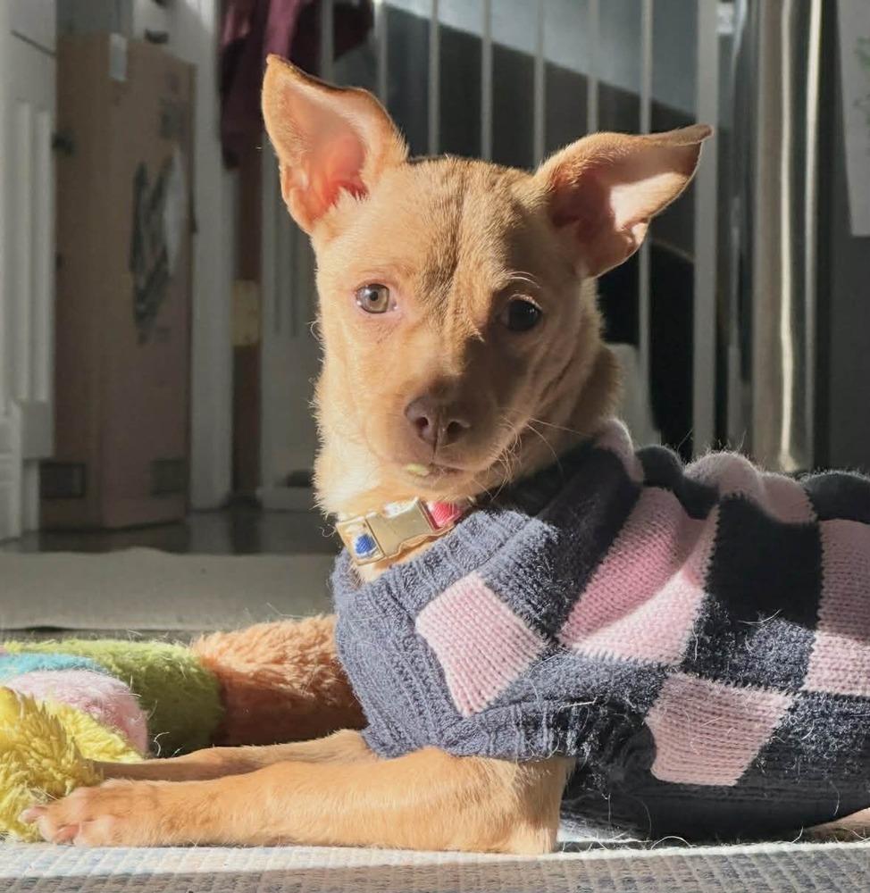 Enlarge Tesha, a Adoptable mixed breed in Boulder, CO image 5/6