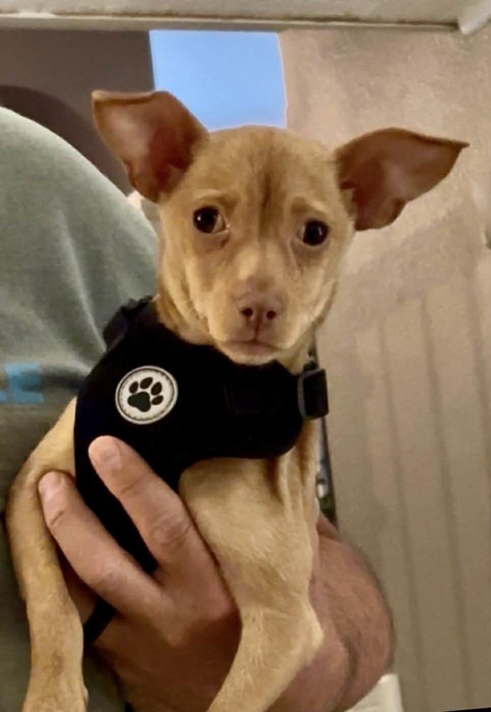 Enlarge Tesha, a Adoptable mixed breed in Boulder, CO image 6/6