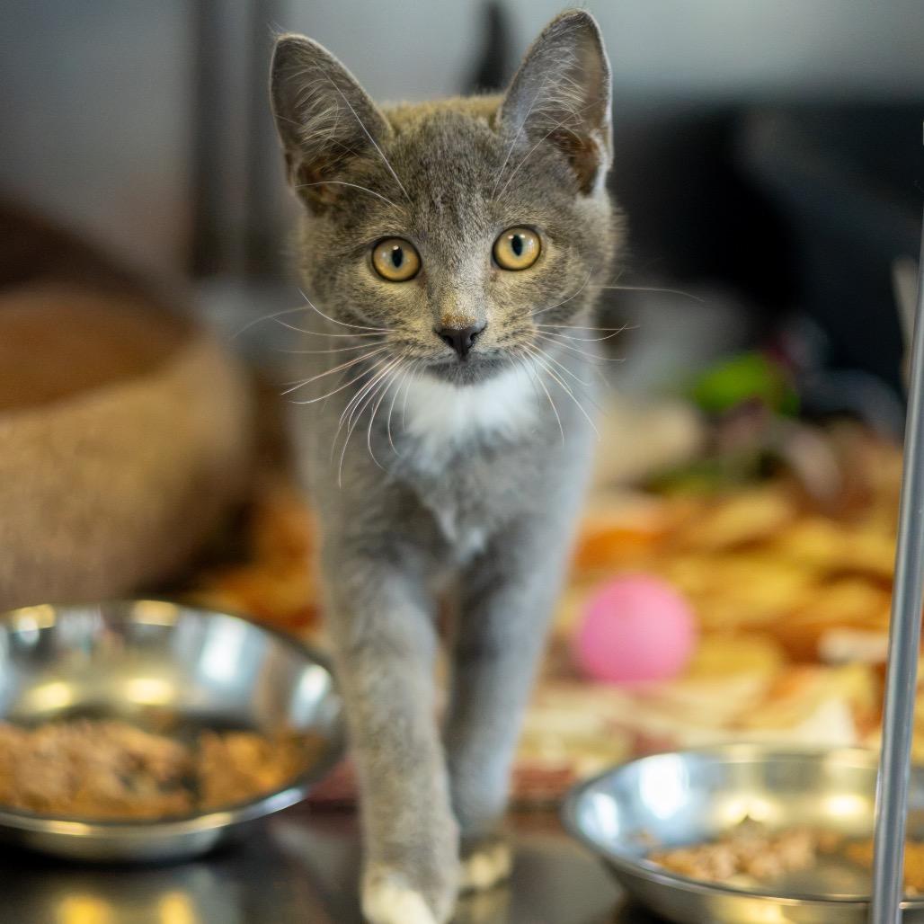 Salmon, Adoptable, Kitten Female Domestic Short Hair.