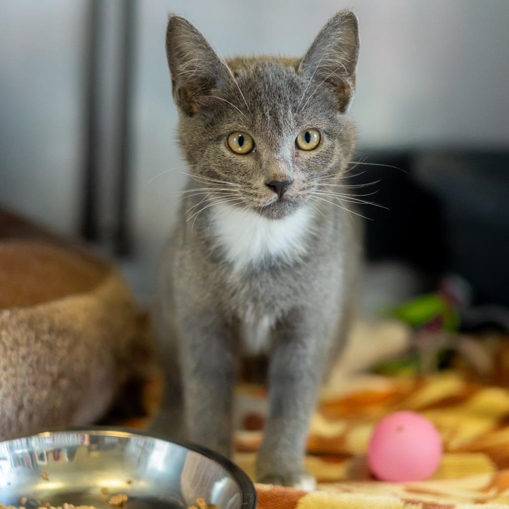 Enlarge Salmon, a Adoptable Domestic Short Hair in Wilmington, DE image 2/2