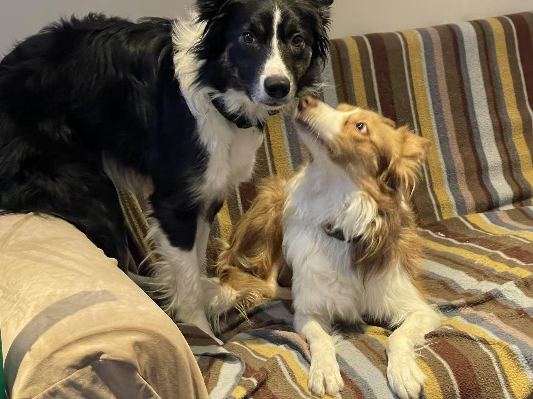 Leo, a Adoptable Border Collie in North York, ON image 4/5