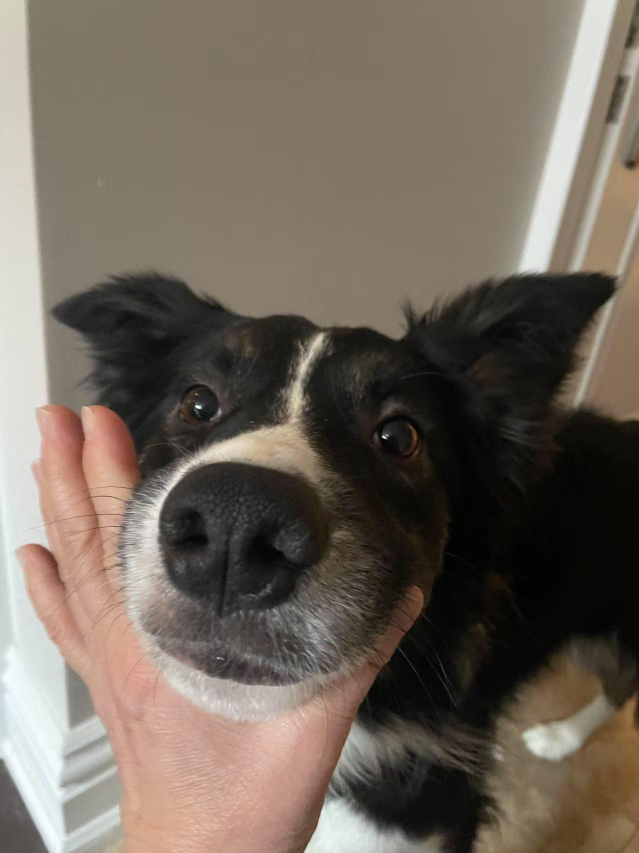 Leo, a Adoptable Border Collie in North York, ON image 2/5