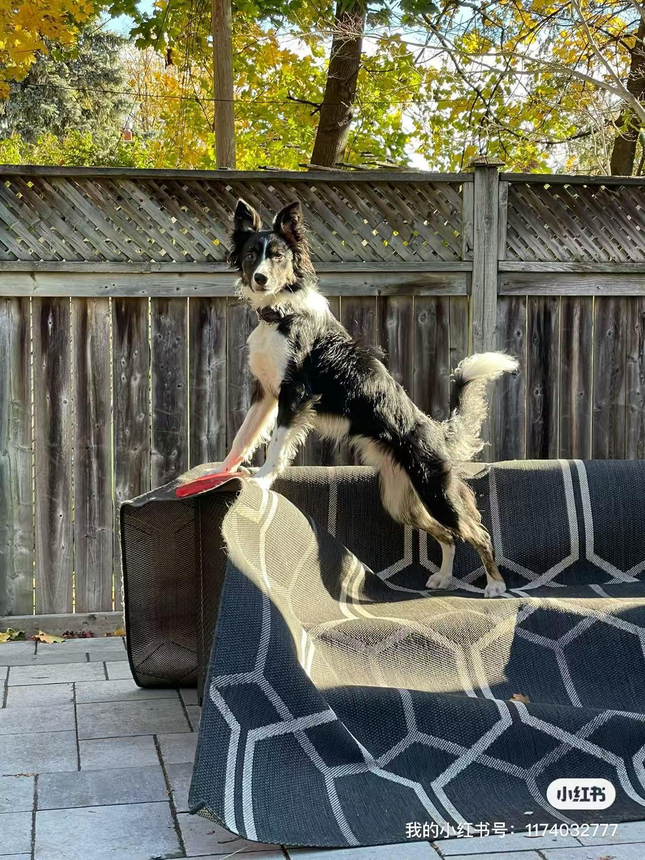 Leo, a Adoptable Border Collie in North York, ON image 3/5