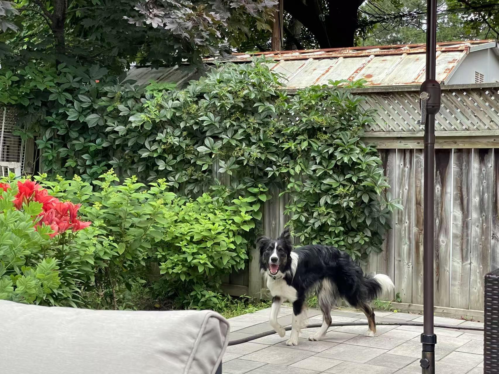 Leo, a Adoptable Border Collie in North York, ON image 5/5