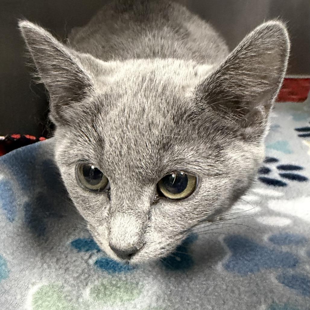 Lavender, Adoptable, Kitten Female Domestic Short Hair.