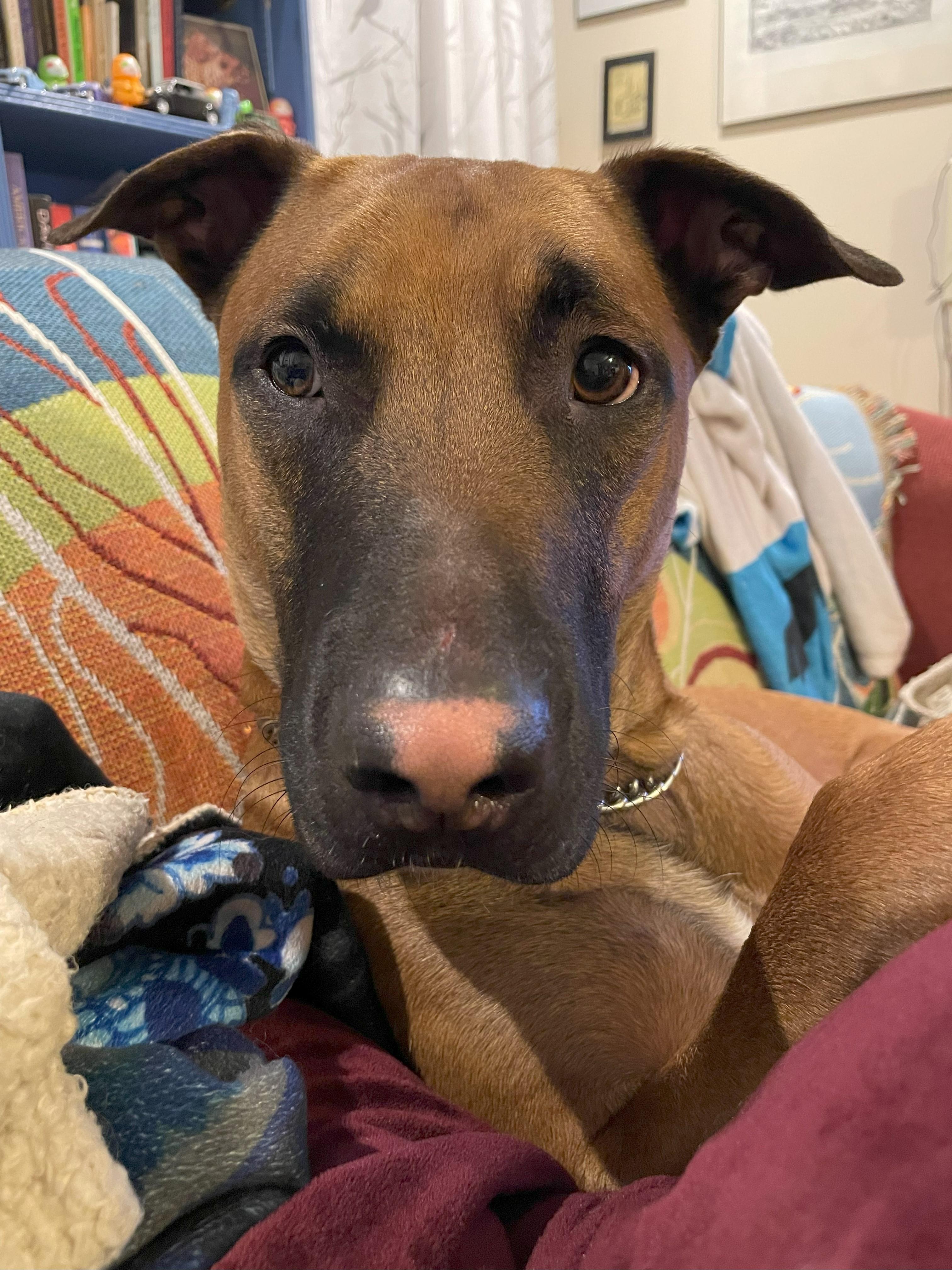 Lennox, a Adoptable mixed breed in Cincinnati, OH image 1/6