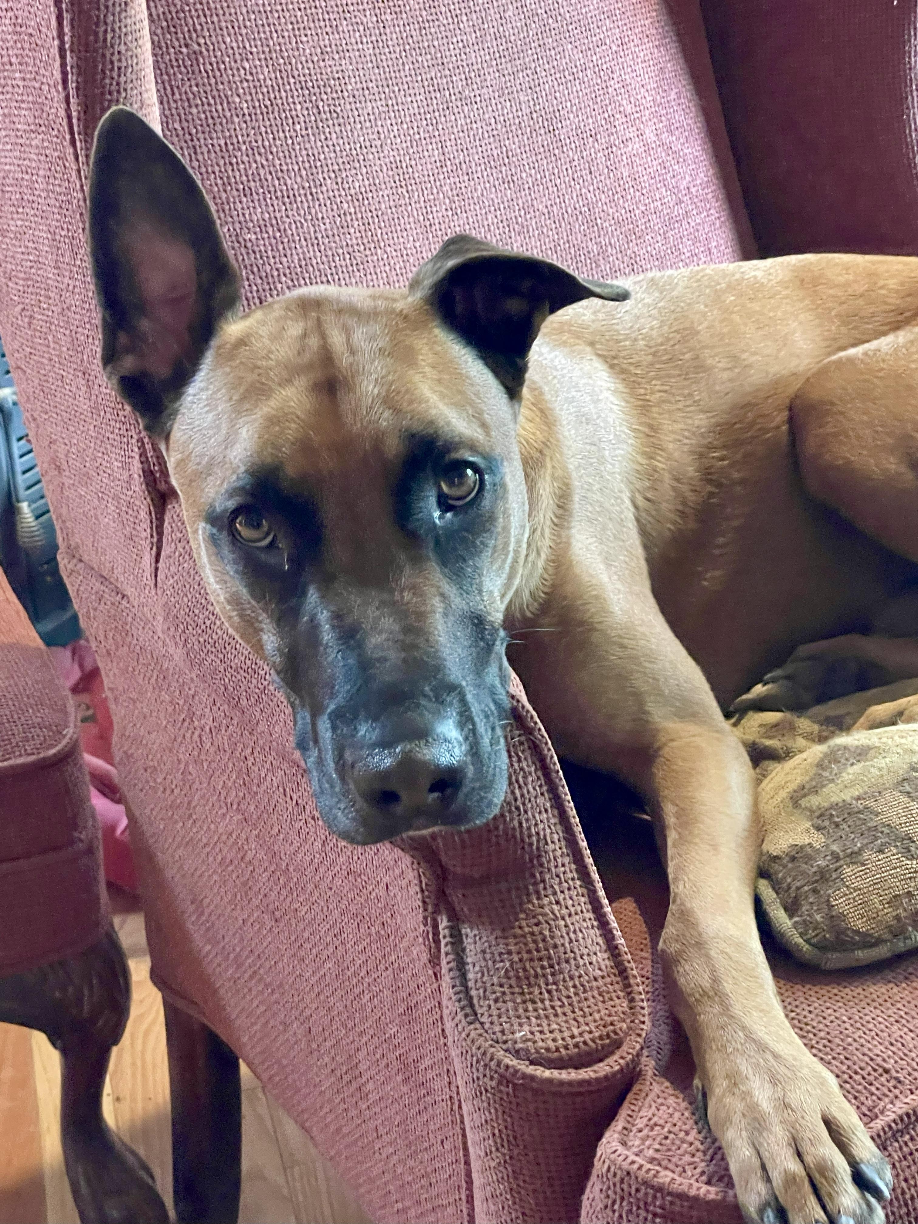 Lennox, a Adoptable mixed breed in Cincinnati, OH image 3/6