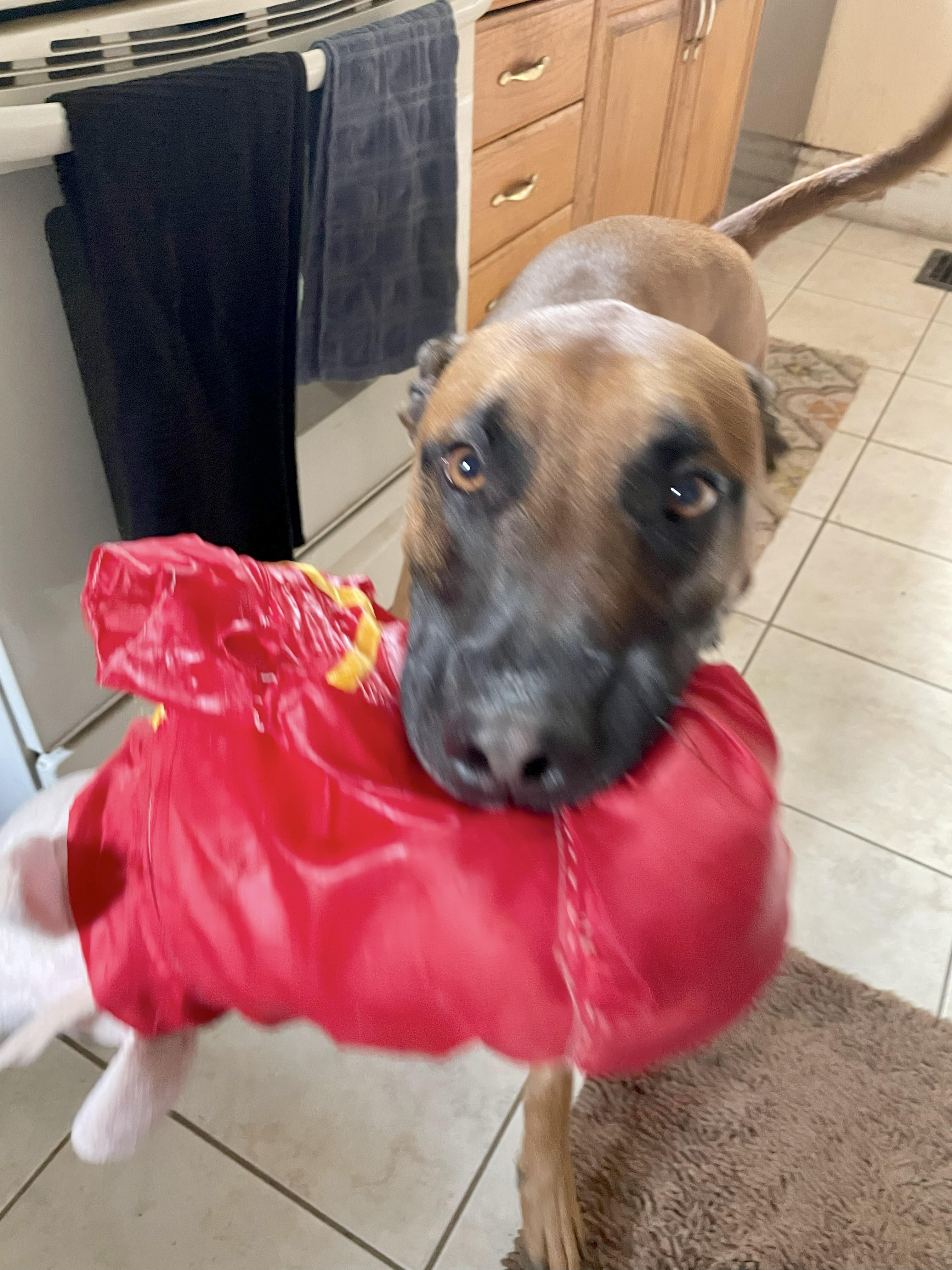 Lennox, a Adoptable mixed breed in Cincinnati, OH image 4/6