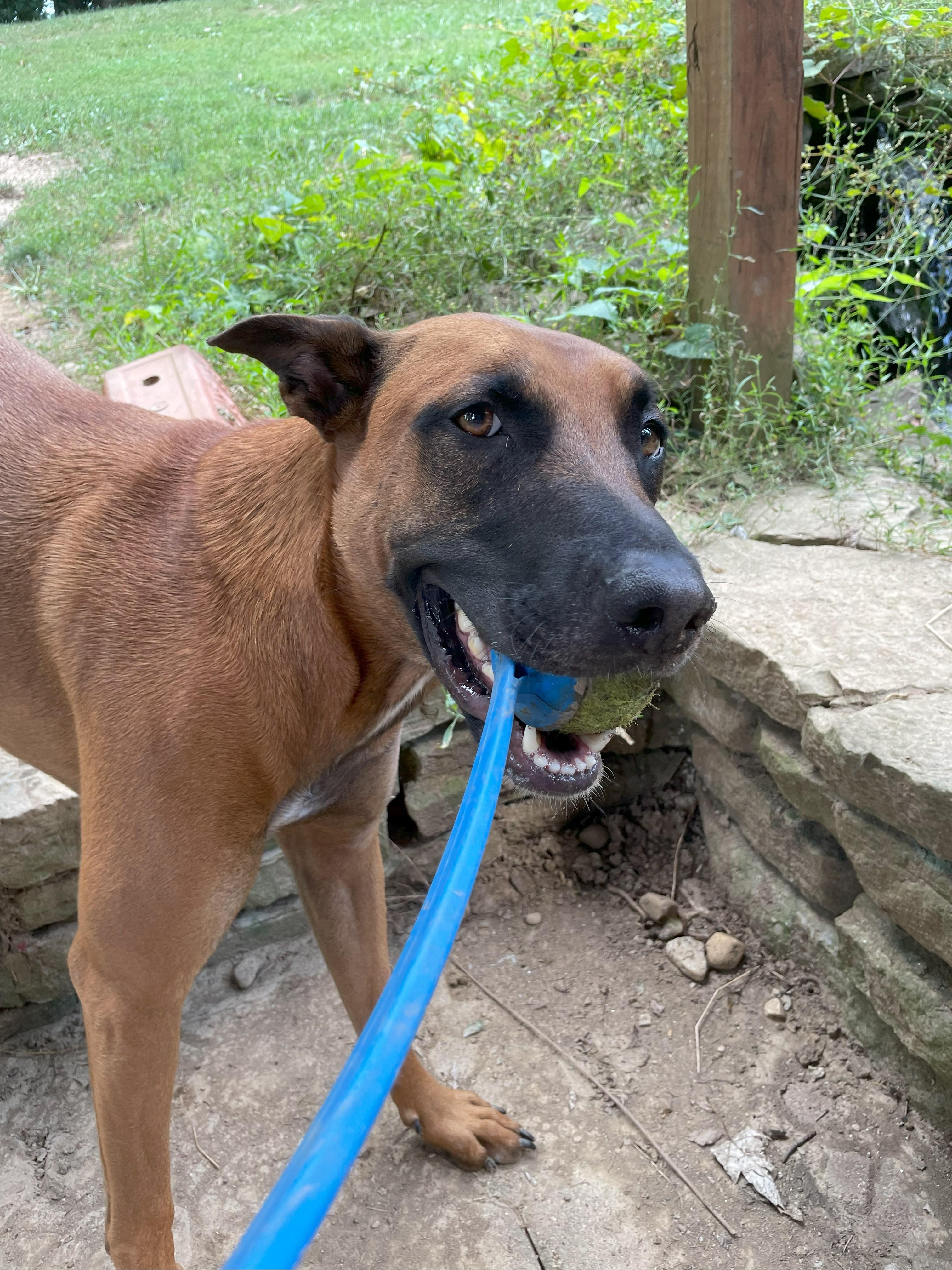 Lennox, Adoptable, Adult Male German Shepherd Dog & Belgian Shepherd / Malinois.