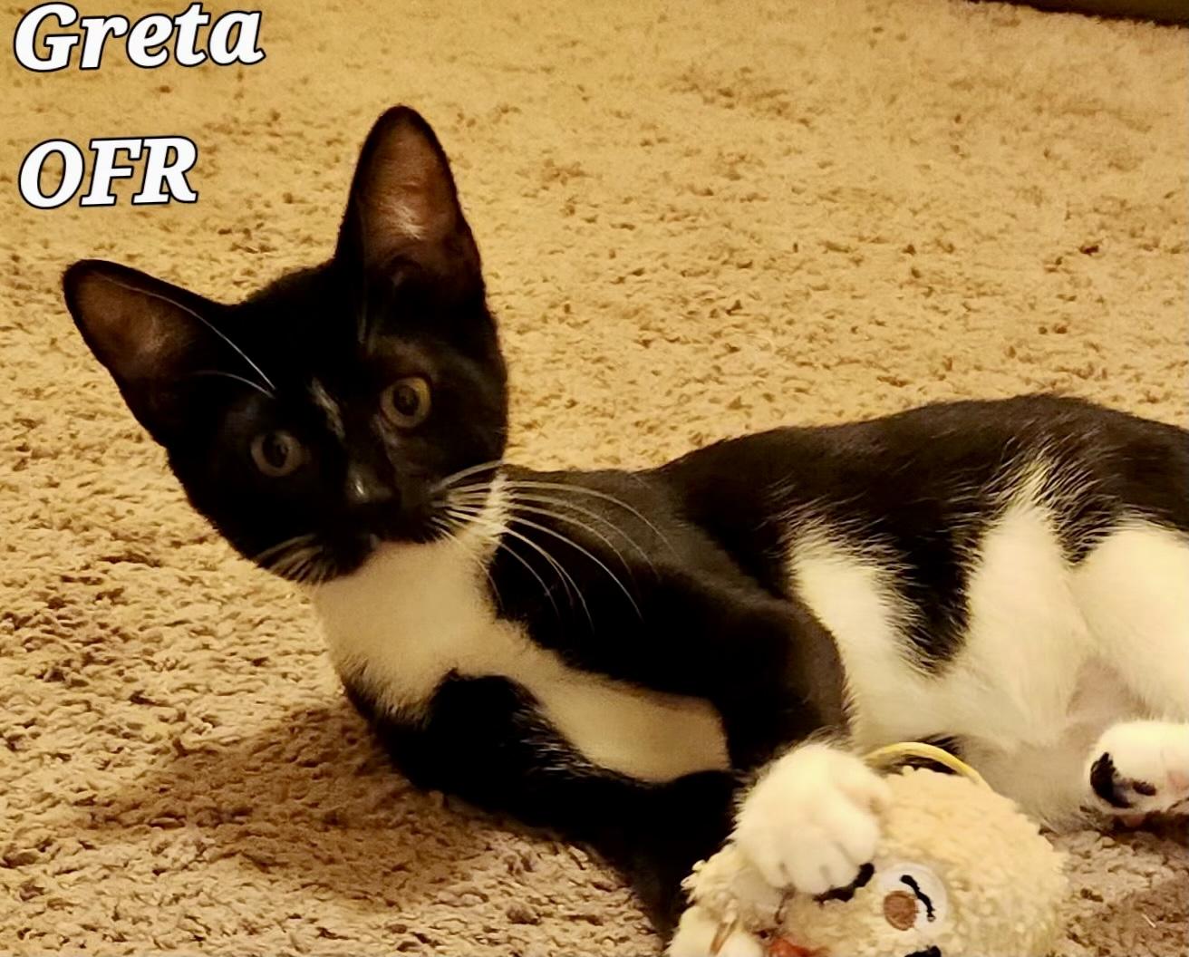 Greta, ADOPTABLE, Kitten Female Domestic Short Hair.