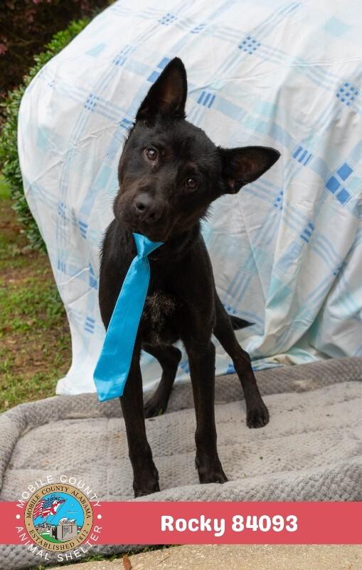 Enlarge Rocky, a Adoptable Mixed Breed in Mobile, AL image 1/2
