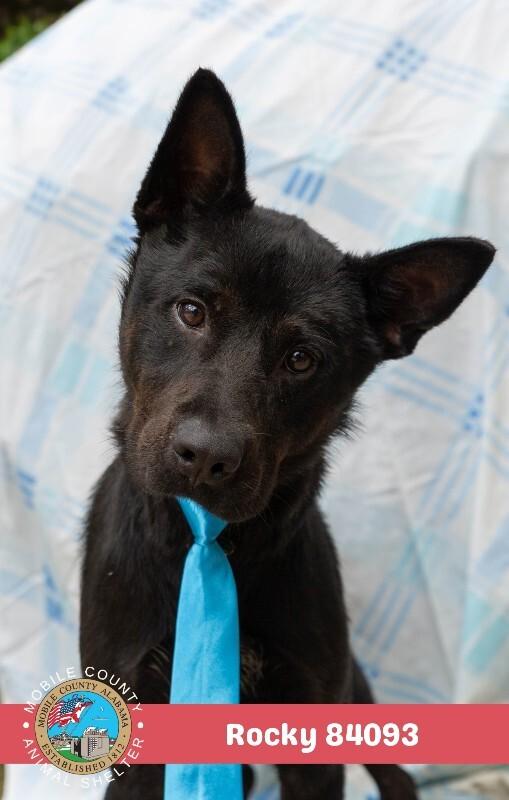 Enlarge Rocky, a Adoptable Mixed Breed in Mobile, AL image 2/2