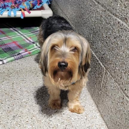 Enlarge Rex, a Adoptable Yorkshire Terrier in Grand Island, NE image 1/1
