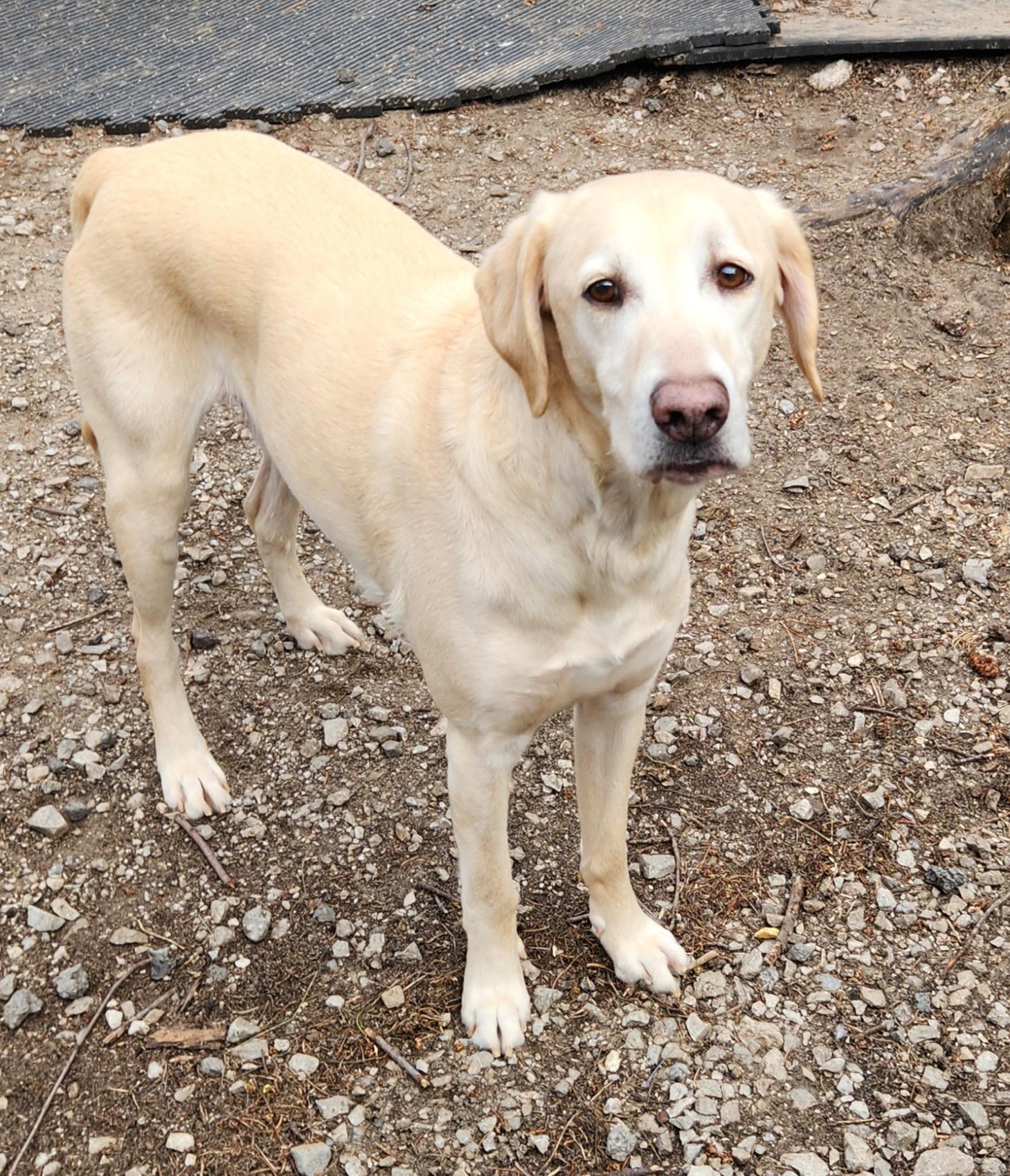 Enlarge Boone, a ADOPTABLE mixed breed in Liberty Center, OH image 4/6
