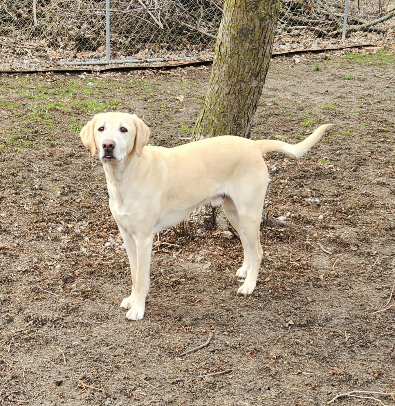 Enlarge Boone, a ADOPTABLE mixed breed in Liberty Center, OH image 3/6