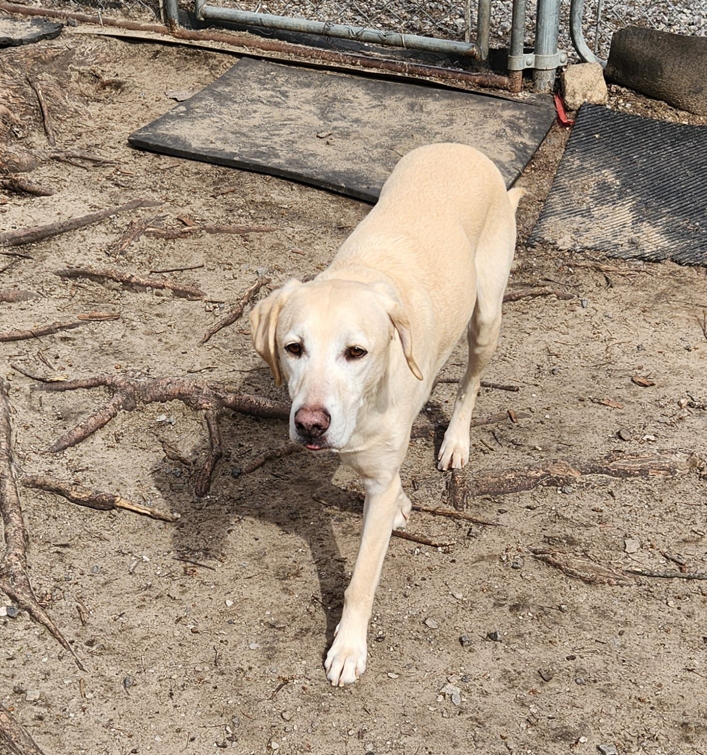 Enlarge Boone, a ADOPTABLE mixed breed in Liberty Center, OH image 6/6