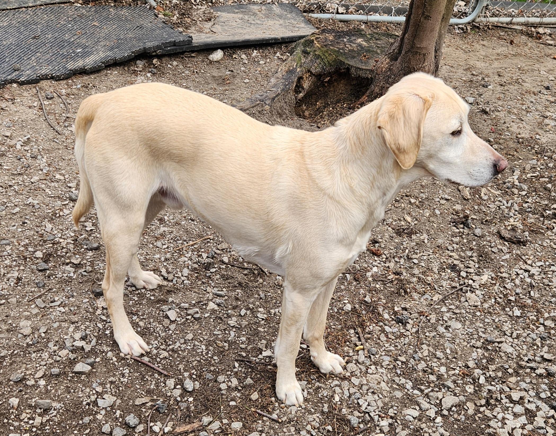 Enlarge Boone, a ADOPTABLE mixed breed in Liberty Center, OH image 5/6