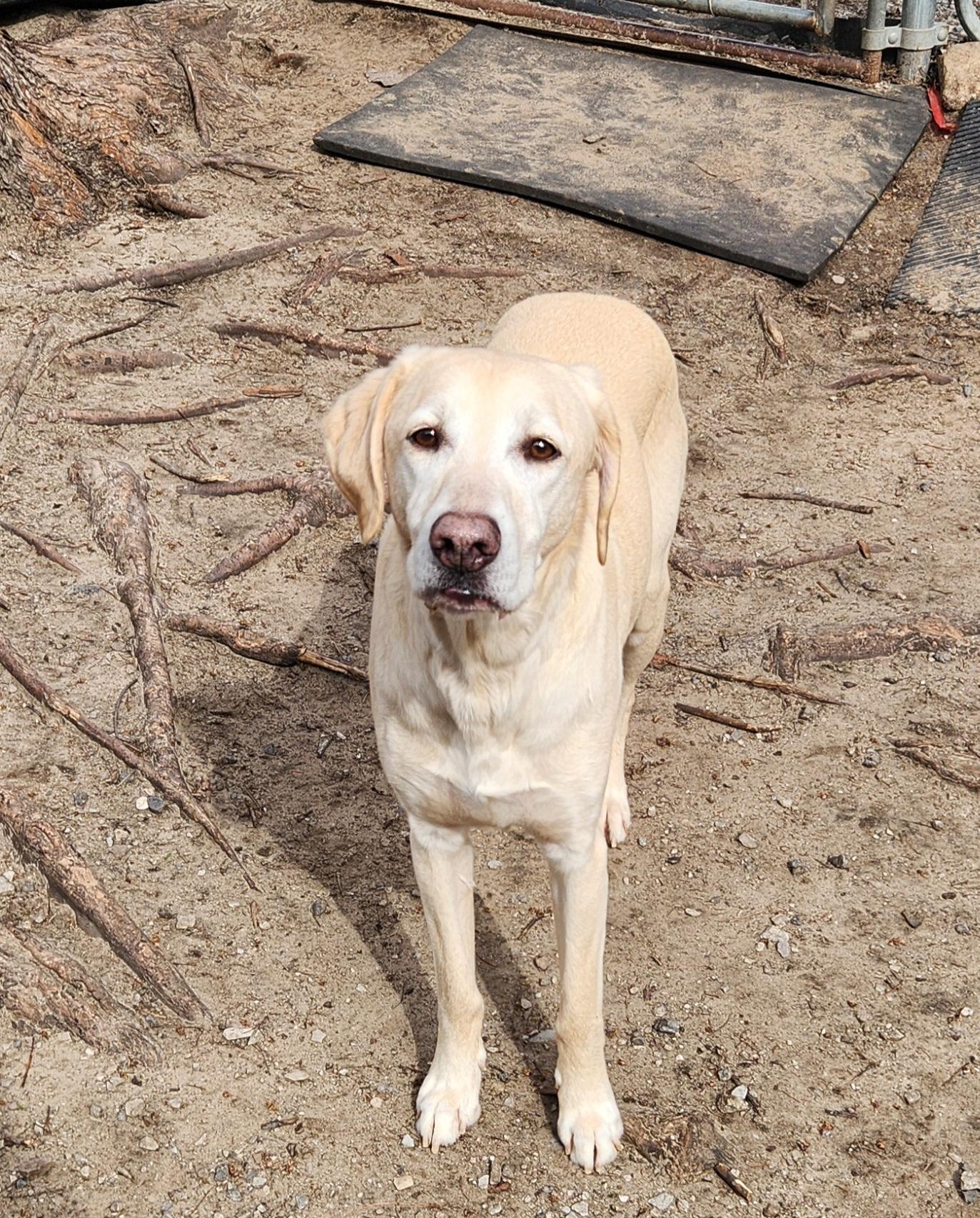 Enlarge Boone, a ADOPTABLE mixed breed in Liberty Center, OH image 2/6