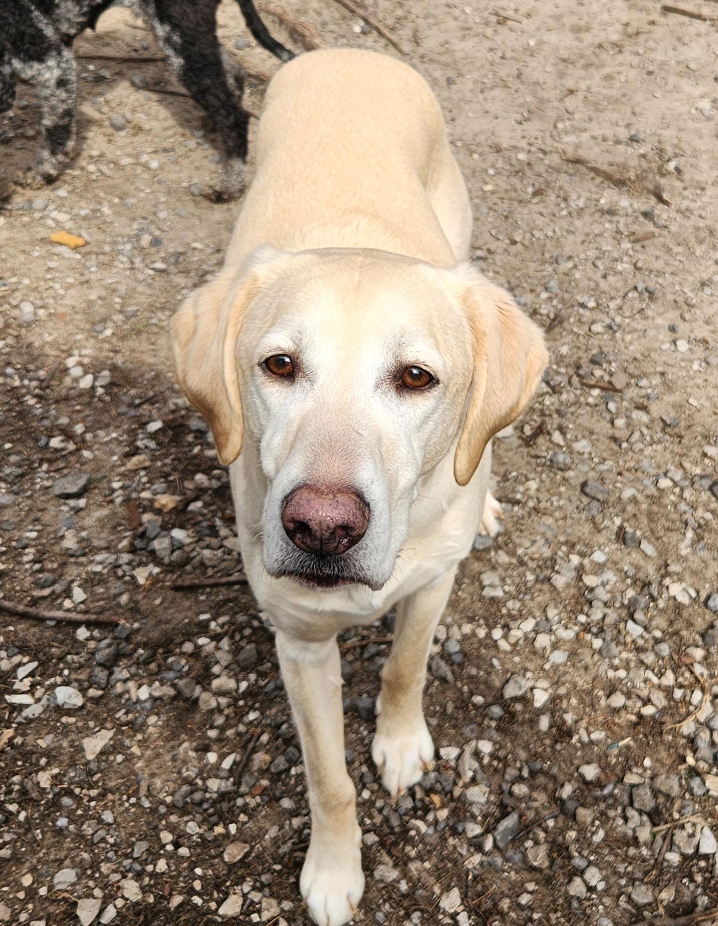 Boone, ADOPTABLE, Young Male Labrador Retriever.