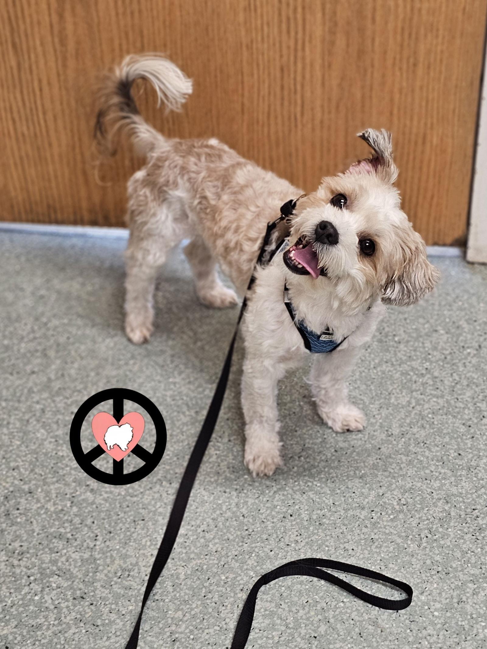 Enlarge Snoopy, a Adoptable Shih Tzu in Lebanon, PA image 1/2