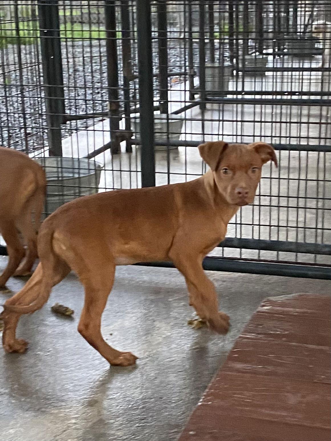 Jessie, Adoptable, Puppy Female Pit Bull Terrier.