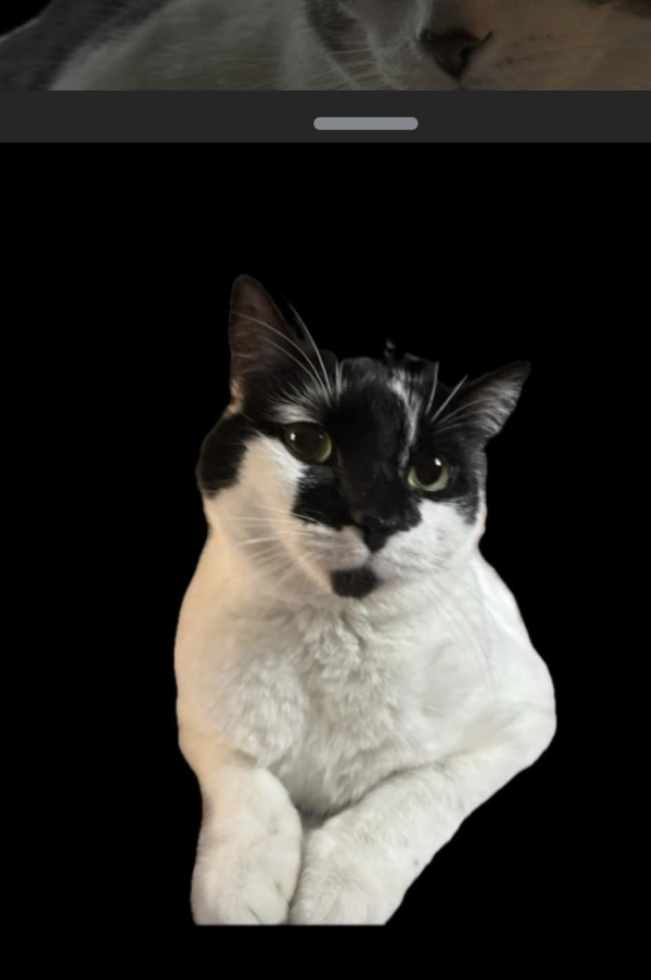 Enlarge Majesty and Royalty, a Adoptable Domestic Short Hair in Granby, CT image 2/6