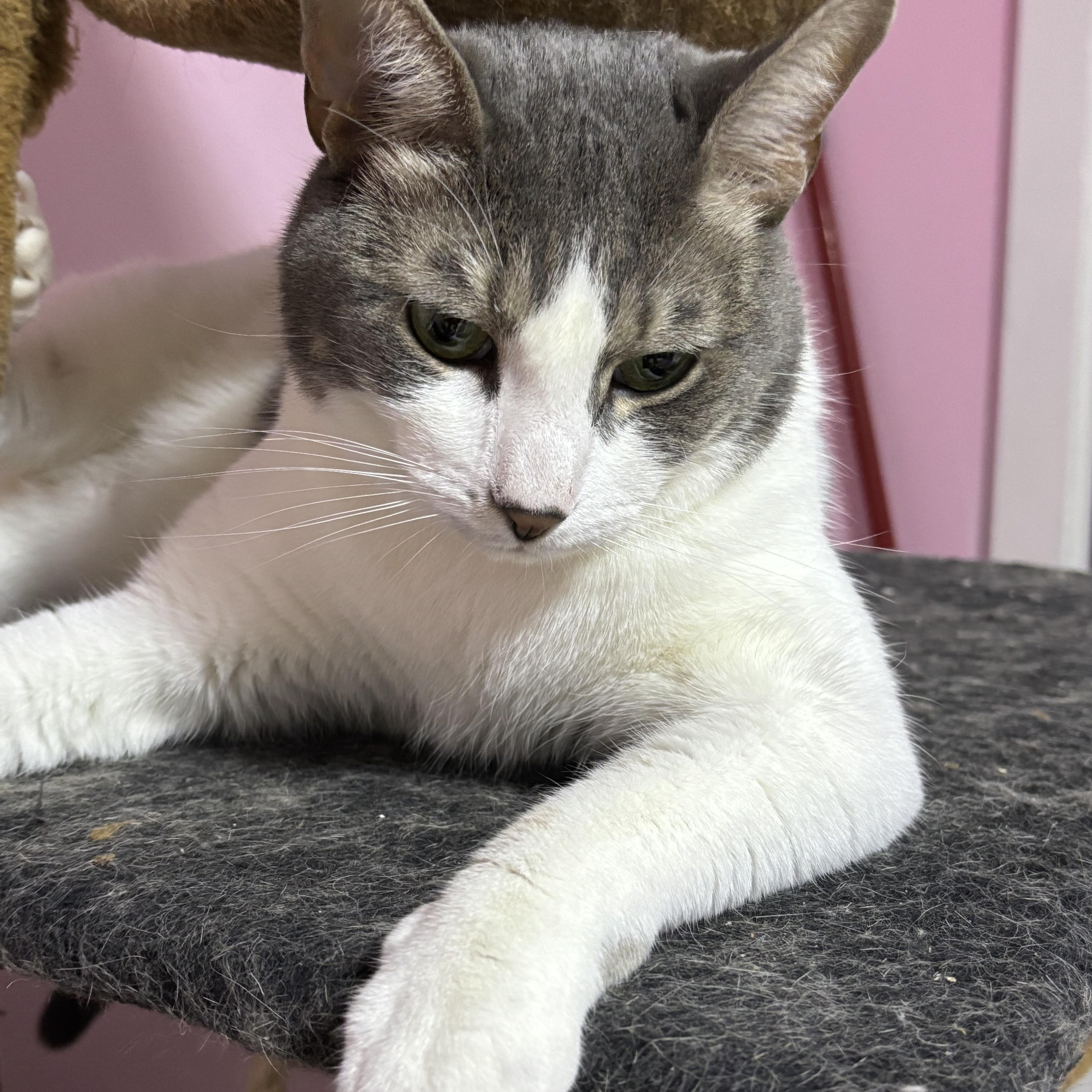 Enlarge Majesty and Royalty, a Adoptable Domestic Short Hair in Granby, CT image 1/4