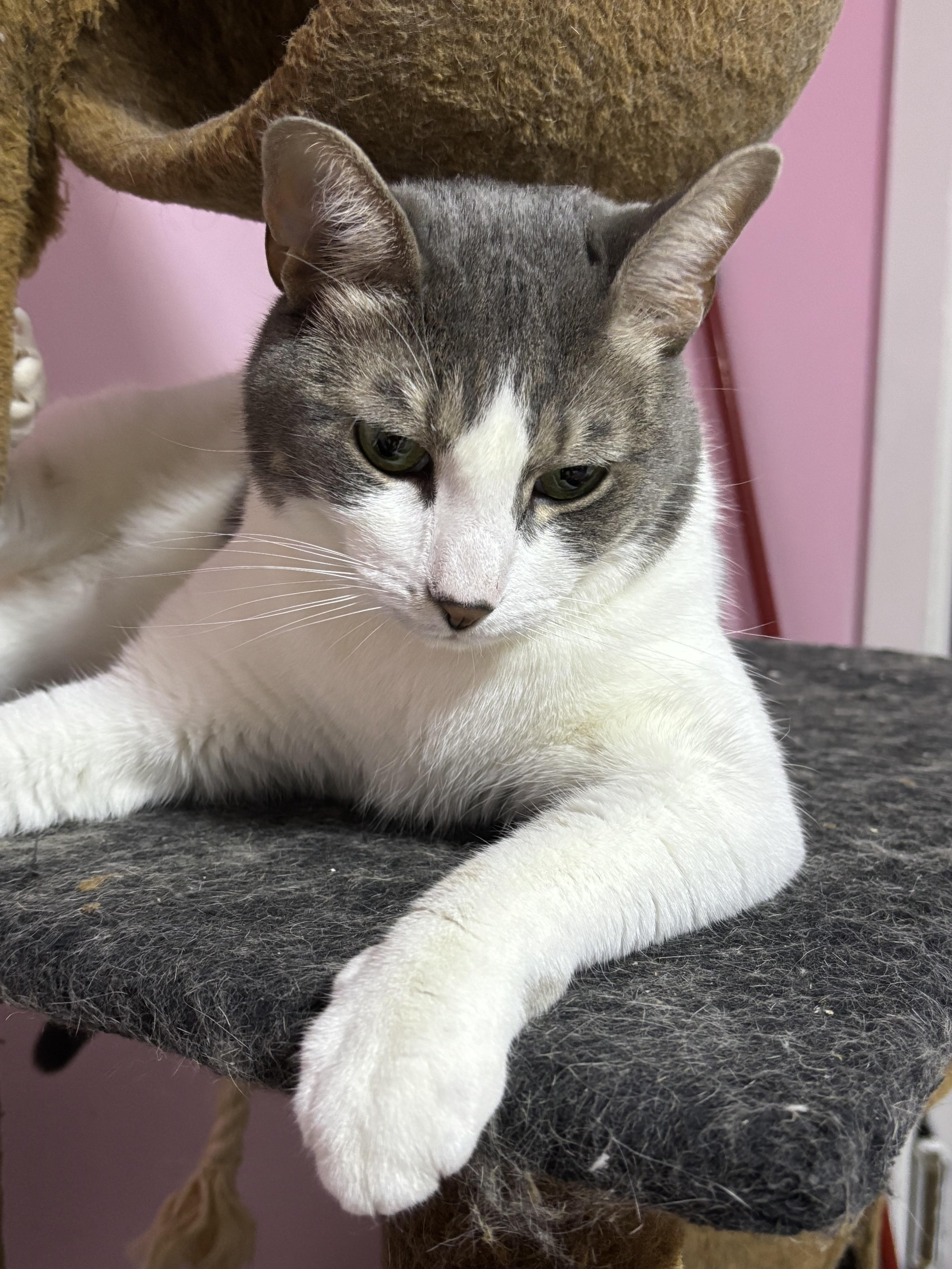 Enlarge Majesty and Royalty, a Adoptable Domestic Short Hair in Granby, CT image 1/4