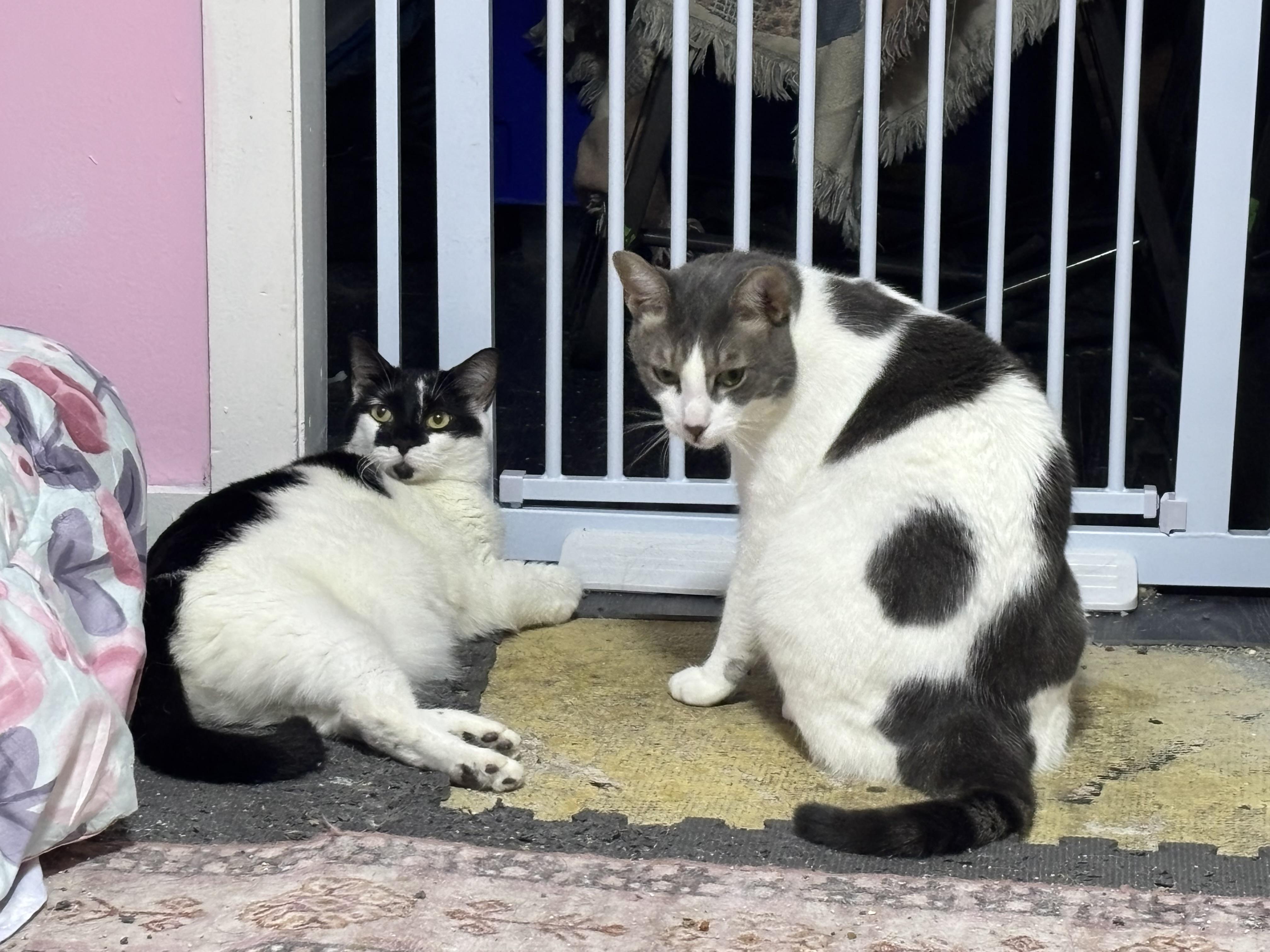 Enlarge Majesty and Royalty, a Adoptable Domestic Short Hair in Granby, CT image 2/4