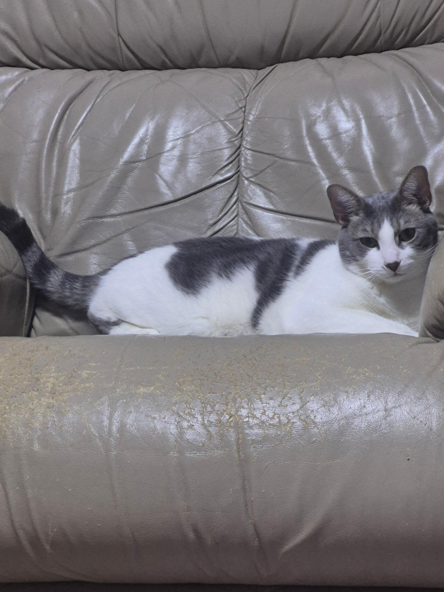 Enlarge Majesty and Royalty, a Adoptable Domestic Short Hair in Granby, CT image 3/4